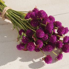 QIS™ Purple Gomphrena (Globe Amaranth) Purple Gomphrena, Globe Amaranth, Gardening 101, Plant Spacing, Fresh Cut Flowers, Heirloom Seeds, Flower Display, Amaranth, Bedding Plants