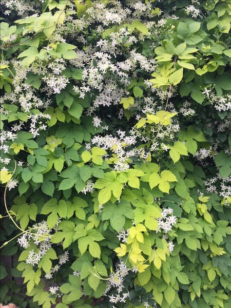 golden hops and clematis paniculata Hops Trellis, Clematis Paniculata, Hops Vine, Trellis Fence, Water Gardens, Garden Pathway, Grow Together, Art References, Clematis