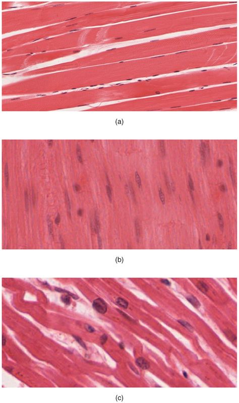 Muscular tissues (A) Skeletal muscle tissue (B) Smooth muscle tissue (C) Cardiac muscle Types Of Muscle Tissue, Nervous System Projects, Respiratory Therapist Student, Nervous Tissue, Muscular Tissue, Cardiac Muscle, Smooth Muscle Tissue, Smooth Muscle, Types Of Muscles