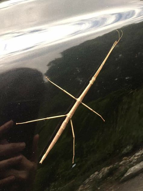 Male stick bug. Females are green Stick Insect Enclosure, Carson Core, Walking Stick Insect, Nice Poster, Stick Bug, Stick Insect, Lifestyle Goals, Scarab Beetle, Arthropods