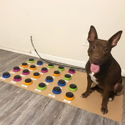 Very Good Girl Learns To Talk Through A Custom-Made Soundboard Kong Toys, Talking Dog, Speech Language Pathologist, Human Language, Dog Parents, Speech Language Pathologists, Blue Heeler, Old Dogs, Dog Sitting