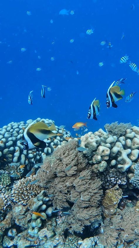 zanzibarsunriseatbandas on Instagram: Mnemba Island is an atoll set just off the northeast coast of Matemwe, said to provide some of the best diving & snorkelling on the… Mnemba Island Zanzibar, 5 Year Plan, Volunteer Abroad, Holiday Travel, Snorkeling, Tanzania, Diving, Travel, On Instagram