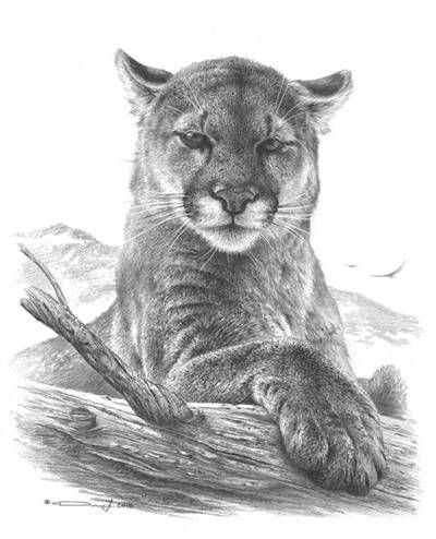 Cougar Study by https://www.deviantart.com/denismayerjr on @DeviantArt Mountain Lion Drawing, Lion Line Drawing, Cougar Art, Big Cat Tattoo, Lion Sketch, Scratchboard Art, Lion Drawing, Mountain Drawing, Big Cats Art