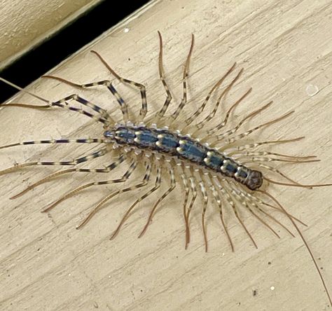 House Centipede, Centipedes, House Plant, All About Plants, So Beautiful, Animal Kingdom, House Plants, Bugs, Insects