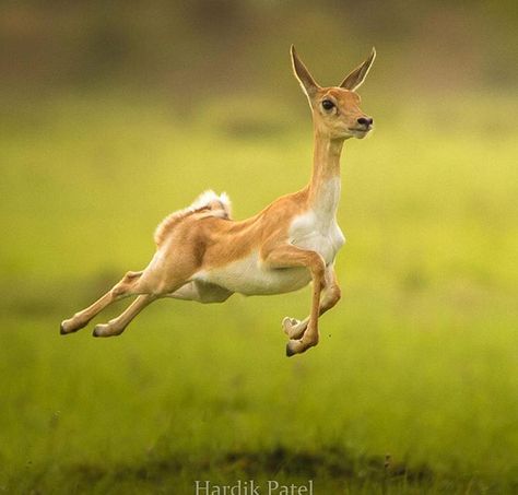 Deer Jumping, Deer Running, Waterfall Pictures, Deer Pictures, Deer Painting, Animal Symbolism, Mythical Animal, Deer Park, Reptiles Pet