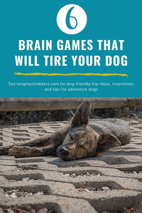 How To Mentally Stimulate Your Dog, Shepnees Dogs, Puppy Mental Stimulation, Games To Play With Puppy, Brain Stimulation For Dogs, Mental Stimulation For Puppies, Diy Dog Exercise Equipment, Mind Stimulation For Dogs, Dog Mental Stimulation Diy Brain Games