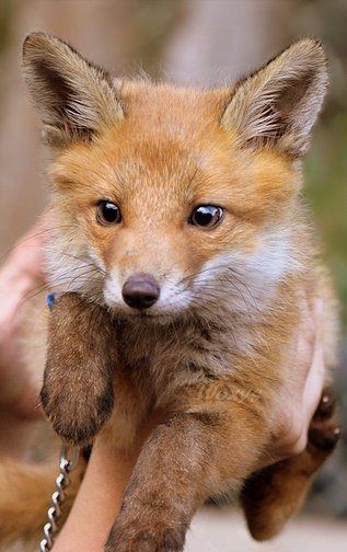 Fox Fox Reference, Fuchs Baby, Young Fox, Big Backyard, Pet Fox, Reference Pictures, Wild Dogs, Baby Fox, Cute Fox