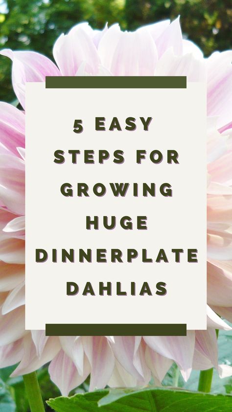 Dahlia Planting Guide, When To Plant Dahlia Bulbs, Dahlia Bulbs, Growing Dahlias, Flower Bulbs, Cut Flower Garden, Spring Plants, Grow Tent, Bulb Flowers