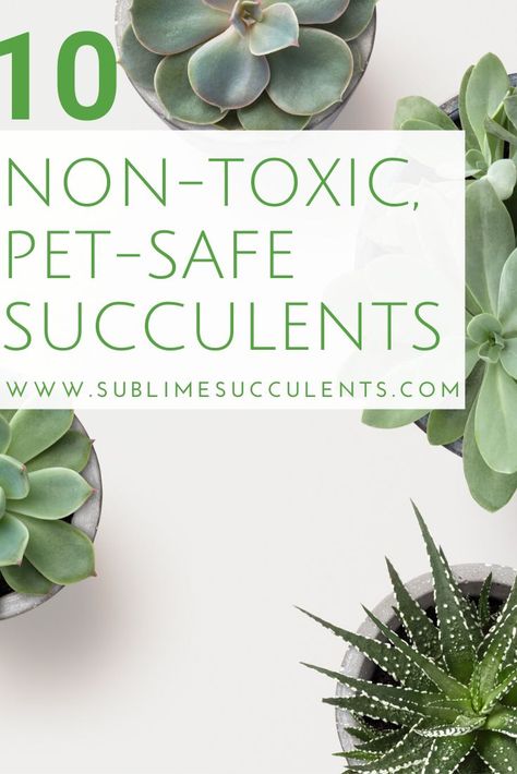 Sharing these non-toxic, pet-safe succulents for your indoor or outdoor gardening. A fair number of succulents are toxic to cats and dogs, keep them safe by reading this article for the pet-friendly cacti. Know your options from this pin! #succulents #cacti #indoorgardening #outdoorgardening #gardeningtips #petsafe Safe House Plants, Succulent Species, Flowering Succulents, Dog Water Bowls, Succulent Care, Succulents Indoor, Traditional Garden, House Plant Care, Cactus Y Suculentas