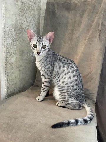 Egyptian Mau Kittens For Sale – ALVI-KITTENS Egyptian Mau Cat, Mau Cat, Sphynx Kittens For Sale, Hairless Kitten, Sphynx Kittens, Real Cat, Egyptian Mau, Kitten Names, Kittens For Sale