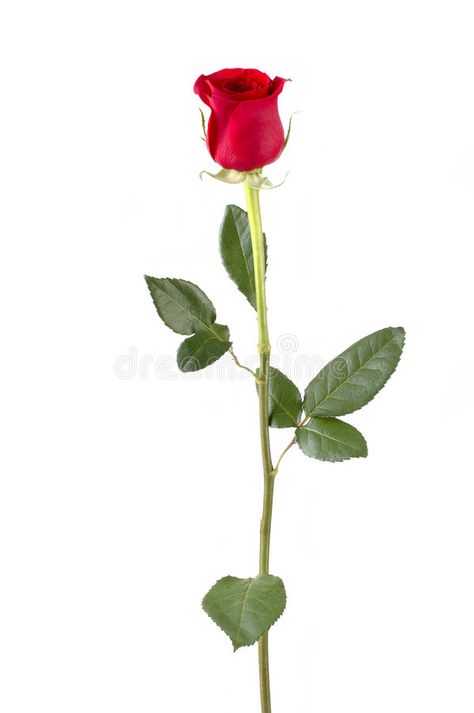 Long Stem Rose Tattoo, Stem Rose Tattoo, Long Stem Rose, Money Tree Plant, Floribunda Roses, Single Red Rose, Types Of Roses, Rose Stem, Growing Roses