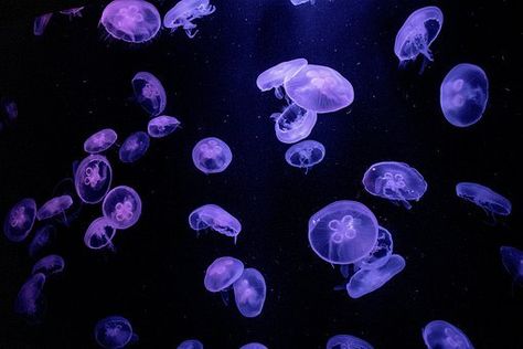 4,000+ Underwater Pictures and Images in HD - Pixabay Jellyfish Wallpaper Ipad, Purple Jellyfish Wallpaper, Jellyfish Images, Jellyfish Photo, Purple Jellyfish, Jellyfish Pictures, Jellyfish Wallpaper, Jellyfish Painting, Underwater Pictures