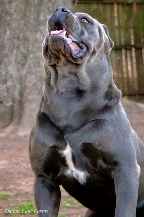 Press Canario, Dog Drawing Reference, Kane Korso, Cane Corso Breeders, Cane Corso Italian Mastiff, Small Dog Tattoos, Dogs Tattoo, Funny Dog Signs, Italian Mastiff