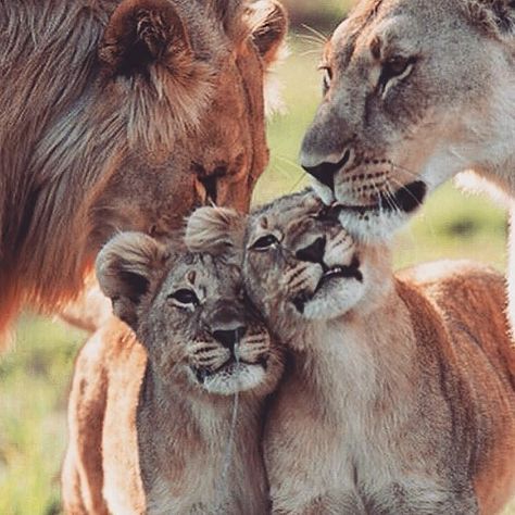 👑Lions👑 on Instagram: “Family love Follow 👉 @lions.snow page of kings 👑🦁👑 👑 🦁 .🐾 .🐾 .🐾 .🐾 #lion #lions #lioness #safari #lionking #bigcats #bigcat #africanamazing…” Block Puzzle Game, Lion Couple, Lion Family, I Want A Baby, Block Puzzle, Ice Block, Wanting A Baby, Lion And Lioness, Lion Love