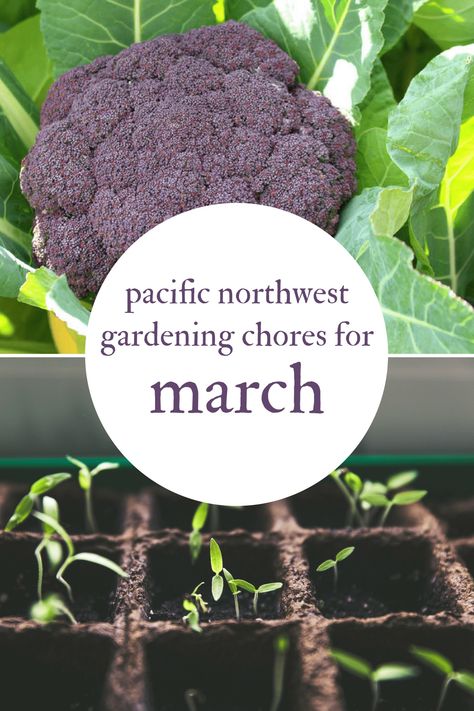 Northwest Garden Ideas, Pnw Landscaping Ideas, Pnw Landscaping, March Gardening, Pnw House, Oregon Gardening, Cheap Gardening, Pnw Gardening, April Gardening