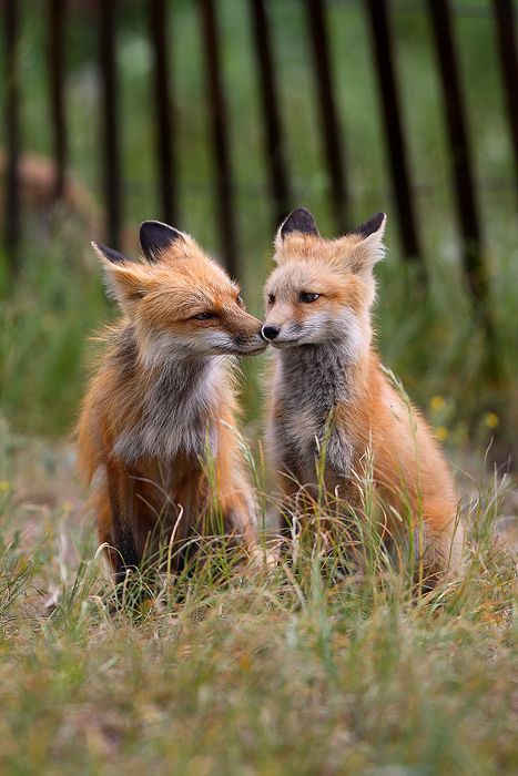 Two Red Foxes Fox Couple, Two Foxes, Red Foxes, Vulpes Vulpes, Fantastic Fox, Fox Pictures, Breckenridge Colorado, Wild Dogs, Cute Fox