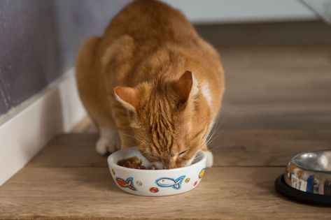 If your cat's urine has the wrong pH level they could be at risk for serious health problems. Learn more about how to feed your cat to keep them healthy. Organic Cat Food, Flea Shampoo For Cats, Cat Safe Plants, Homemade Cat Food, Cat Food Brands, Best Cat Food, Cat Nutrition, Canned Cat Food, Kitten Food