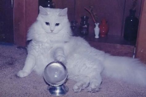 Fluffy White Cat, Kitten Playing, Old Vintage, White Cat, Globe, Witch, Silver, White