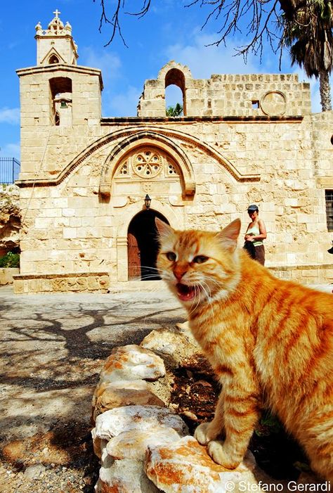 Cyprus Agia Napa monastery Cyprus Cats, Cyprus History, Cyprus Island, Domestic Cat Breeds, Egyptian Cats, Cat Island, Enchanted Island, Ayia Napa, Paphos