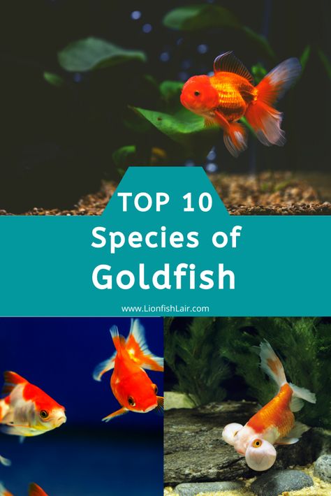 Goldfish Species, Types Of Goldfish, Lionhead Goldfish, Fish Fountain, Goldfish Names, Bubble Eye Goldfish, Goldfish Breeding, Ryukin Goldfish, Small Fish Pond