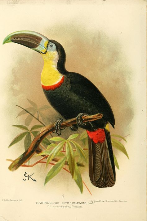 Venezuela Travel, Illustration Botanique, Wildlife Prints, Scientific Illustration, Tropical Birds, Bird Illustration, Vintage Birds, Wildlife Art, Birds Painting