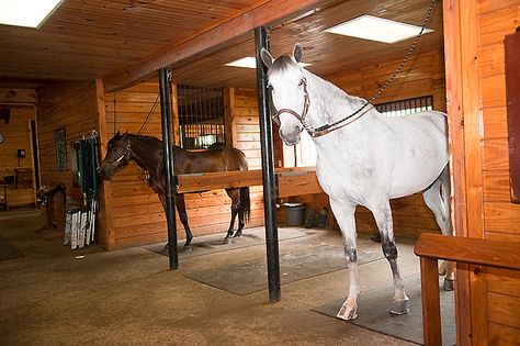 Tack Up Area, Cross Ties For Horses, Horse Cross Ties, Horse Farm Layout, Horse Stables Design, Equestrian Stables, Horse Barn Ideas Stables, Barn Stalls, Stable Ideas