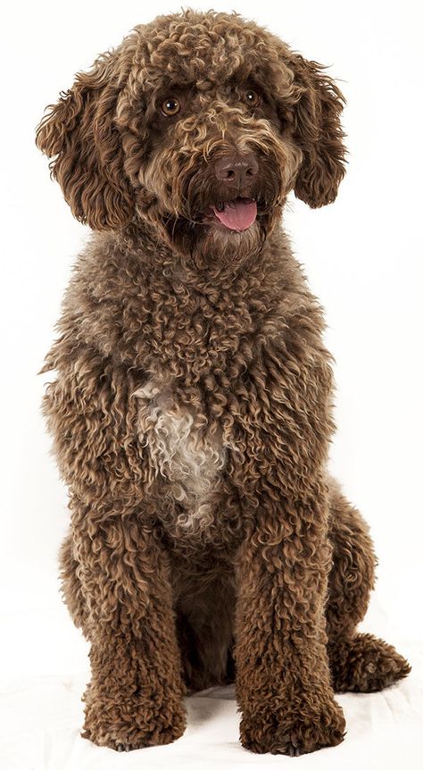 Perro de Agua Español (carácter, cuidados, precio) | Razas de perros Spanish Water Dog, Lagotto Romagnolo, Water Dog, Newborn Pictures, Labradoodle, Puppy Love, Dog Breeds, Dogs And Puppies, Pet Dogs