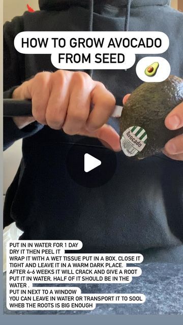 Musti on Instagram: "How to grow avocado from seed?
This is a step by step my methode of growing avocado, if you have any questions leave them in the comments below 😃" Grow Avocado From Seed, Avocado From Seed, Growing Avocado, Avocado Seed Growing, Grow Avocado, Avocado Seed, Avocado Tree, March 8, Green House