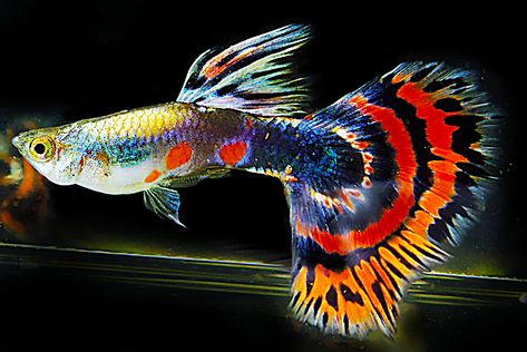 Guppi (Poecilia reticulata) #Guppi #Poecilia #reticulata #Fish #Aquascaping #FishTank #Aquarium #FreshWaterTank #Aquascape #PlantedTank #FreshwaterFish Ikan Air Tawar, Koi Betta, Guppy Fish, Tropical Fish Aquarium, Tropical Freshwater Fish, Pretty Fish, Fresh Water Fish Tank, Baby Fish, Freshwater Aquarium Fish