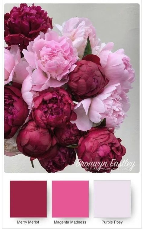 Pink Flower Combinations, Type Of Pink Colors, Baby Pink Color Combination, Peony Palette, Peonies Colors, Flower Color Combinations, Peony Pink Color, Pink Color Combinations, Bundles Of Flowers