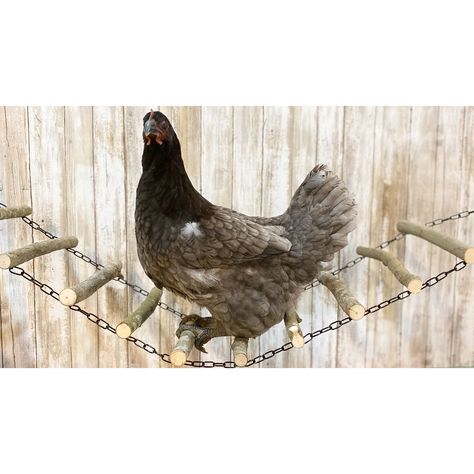 Chicken Roosting Bridge Chicken Ladder Chicken Swing - Etsy Goat Homestead, Chicken Coop Ladder, Chicken Enrichment, Chicken Coop Build, Chicken Ladder, Chicken Perches, Chicken Roost, Chicken Toys, Fancy Chickens