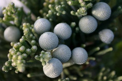 Coolest filler for flower arrangements in winter! Silver Brunia spray. Silver Brunia, Winter Flower Arrangements, Nature Retreat, Enchanted Florist, Inspiration For The Day, Small Insects, Evergreen Plants, Water Wise, Grey Flowers