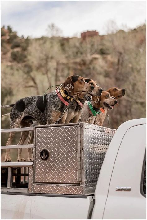 Dog Boxes For Truck, Hound Hunting Truck, Diy Dog Box For Truck, Dog Box For Truck, Hunting Truck, Dog Station, Hunting Supplies, Dog Trailer, Double U