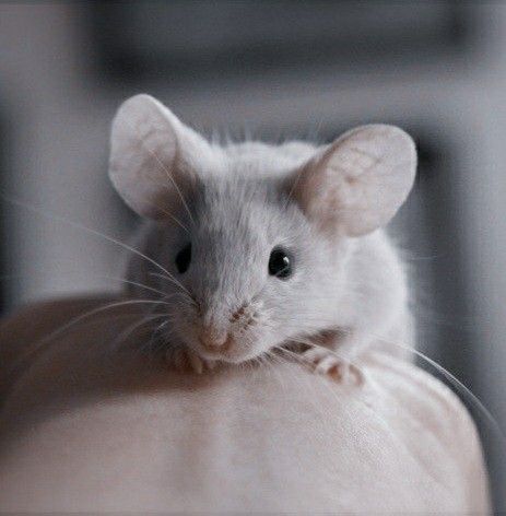 Fancy Mouse, Aesthetic Blog, Cute Rats, Pet Mice, Paws And Claws, Gold Aesthetic, Cute Hamsters, Pet Rats, Little Critter