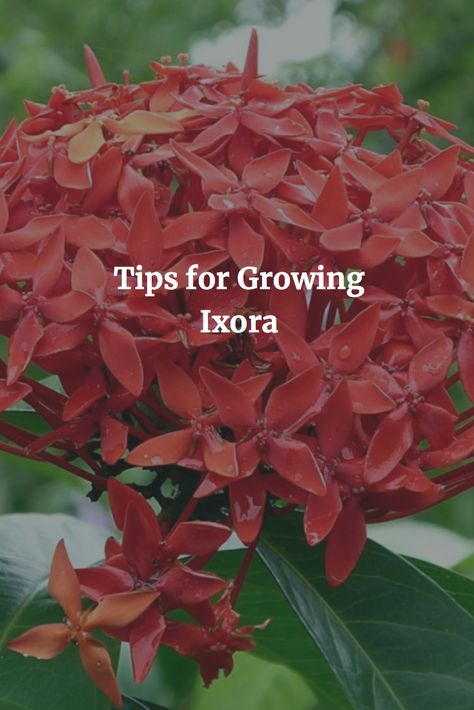 Ixora Plant Landscaping, Ixora Plant, Ro Plant, Gardening Plants, Multi Colored Flowers, Garden Bed, Bougainvillea, Garden Flowers, Orange Flowers