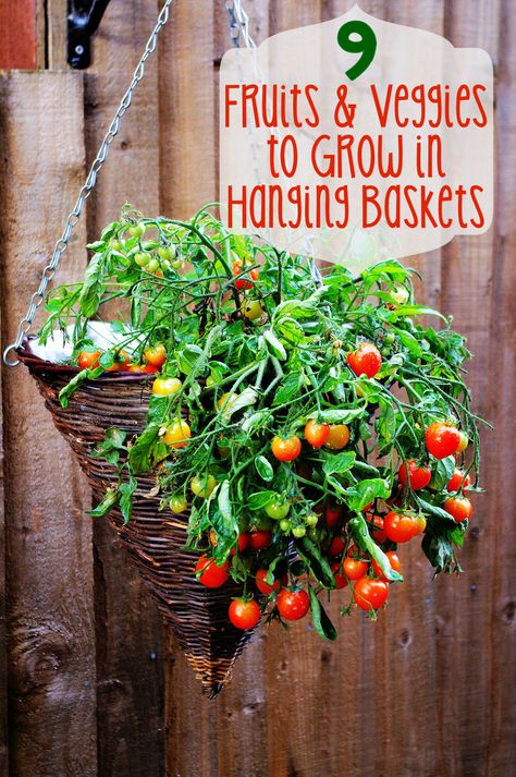 9 Fruits and Veggies to Grow in Hanging Baskets - Learn how to plant a garden when you don't have a garden plot! (http://mothers-home.com/9-fruits-and-veggies-to-grow-in-hanging-baskets/) Veggies To Grow, Tanaman Tomat, Apartment Patio Gardens, Fruits Garden, Garden Plot, Pure Country, Plant A Garden, Growing Tomatoes In Containers, Backyard Dreams