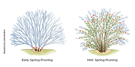 Pruning Butterfly Bush: Follow these simple steps to transform a butterfly bush into a small tree for a cascade of flowers that butterflies will love! Where To Plant Butterfly Bush, Pruning Butterfly Bush, Buddleja Davidii, Butterfly Tree, Butterfly Bush, Fast Growing Plants, Plant Cuttings, Growing Tree, New Growth