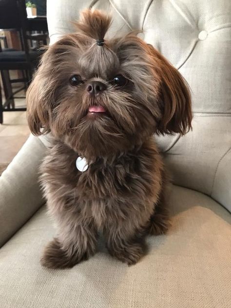 Corte Shitzu, Aggressive Dog Breeds, Brown Shih Tzu, Perro Shih Tzu, Chien Shih Tzu, Shitzu Dogs, Shitzu Puppies, Puppy Pics, Shih Tzu Puppies