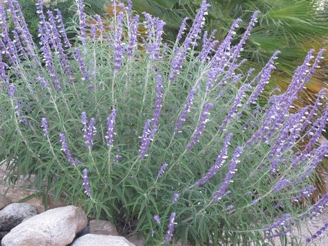 Mexican Sage Bush, Mexican Bush Sage, Mediterranean Backyard, Mexican Sage, Sage Bush, Texas Landscaping, Texas Native Plants, Australian Trees, Myrtle Tree