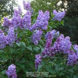 Photo by zuzu Northern California Garden, Common Lilac, Lilac Bush, Syringa Vulgaris, Drought Resistant Plants, Drought Tolerant Garden, Lilac Bushes, California Garden, Replant