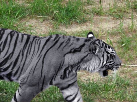 The Maltese tiger, or blue tiger, is a reported but unproven coloration morph of a tiger, reported mostly in the Fujian Province of China. Description from pinterest.com. I searched for this on bing.com/images Maltese Tiger, Save The Tiger, Blue Tiger, Black Tigers, Blue Tigers, Maltese Dogs, Rare Animals, Pretty Animals, Majestic Animals