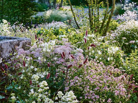 Mum Garden, Slope Garden, Mums Garden, Plant Border, Planting Schemes, Tattoo Plant, Garden Border, Backyard Plants, Herbaceous Border