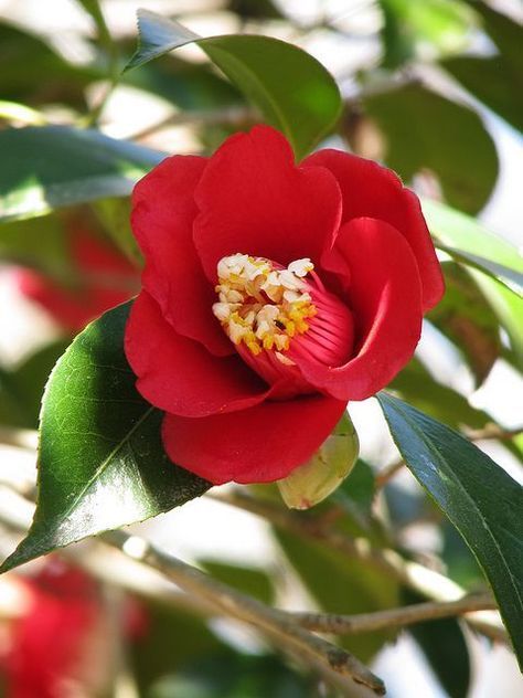 Camila Flower, Red Camellia Flower, Camelia Japonica, Red Camellia, Camellia Japonica, Camellia Flower, Flower Names, Japanese Flowers, Hardy Plants