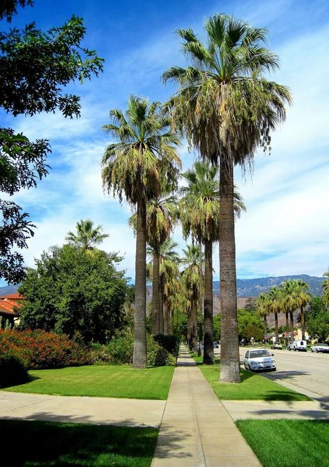 Arrowhead Avenue, San Bernardino San Bernardino Mountains, San Bernardino California, Miss California, Chemical Plant, Street Trees, Lake Arrowhead, San Bernardino, Amazing Adventures, Back In The Day