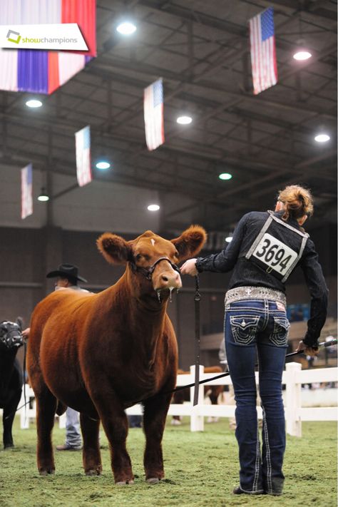 The 2014 American Royal was one for the history books! Congratulations to all American Royal Livestock Exhibitors! #showchamps Shorthorn Show Cattle, Country Aethstetic, Steer Showing, Ffa Pictures, Shorthorn Cattle, Cow Showing, Cattle Pictures, Livestock Photography, Livestock Quotes