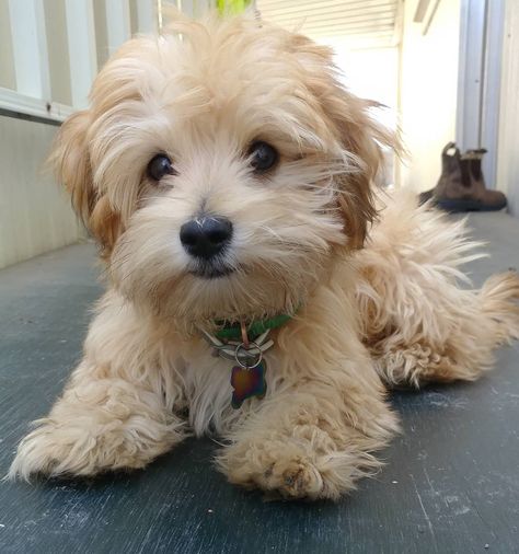 A Complete Guide To The Morkie. Everything you need to know - from temperament, to characteristics, health issues, training, price and ... Havanese Breeders, Yorkie Breeders, Morkie Dogs, Havanese Puppies For Sale, Bichon Havanais, Morkie Puppies, Havanese Dog, Havanese Puppies, Havanese Dogs