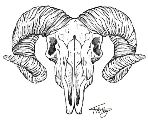 Ram head / skull / black and white / fine line / tattoo / design / art Ram Design Tattoo, Ram Skull Tattoo Traditional, Ram Skull Chest Tattoo Female, Ram Head Tattoo Design, Ram Line Drawing, Lamb Skull Tattoo, Rams Head Tattoo, Ram Head Drawing, Sheep Skull Tattoo