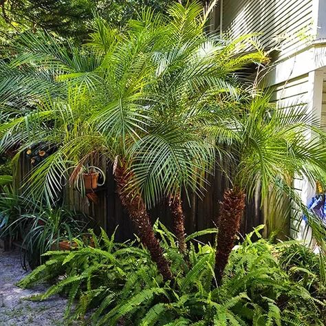 Phoenix Robellini, Pygmy Date Palm, Palm Plant Care, Robellini Palm, Phoenix Roebelenii, Flower Identification, Date Palm, Palm Plant, Landscape Ideas