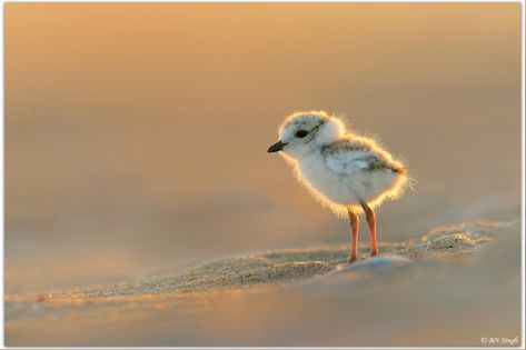 Dinosaur Evolution, Piping Plover, Baby Birds, Bird Art Print, Cute Animal Pictures, Little Birds, Animals Of The World, Animal Planet, Bird Watching