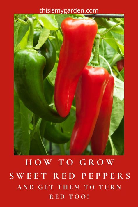 Looking for a few tips and tricks to grow a delicious and bountiful harvest of sweet red peppers in your garden? Then we've got the perfect article for you! Growing Peppers, Sweet Peppers, Pepper Plants, Bountiful Harvest, Harvest Time, Organic Fertilizer, Planting Vegetables, Grow Strong, Stuffed Sweet Peppers